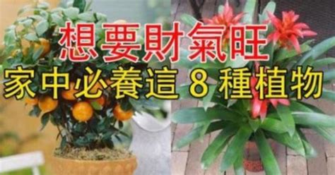 九重葛 風水|九重葛風水攻略：門口種植招財納福旺運氣 